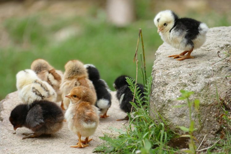 Poulet reconstitué