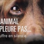 Derrière le steak et le mascara du supermarché…la souffrance animale