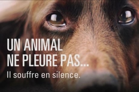 Souffrance animale