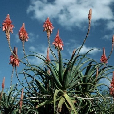 Aloe vera