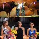 Miss France est-elle une grosse vache ?