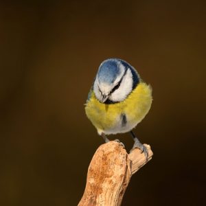 L’écologie est la découverte des limites ?