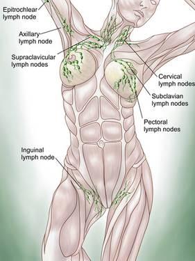 Système lymhatique superficiel