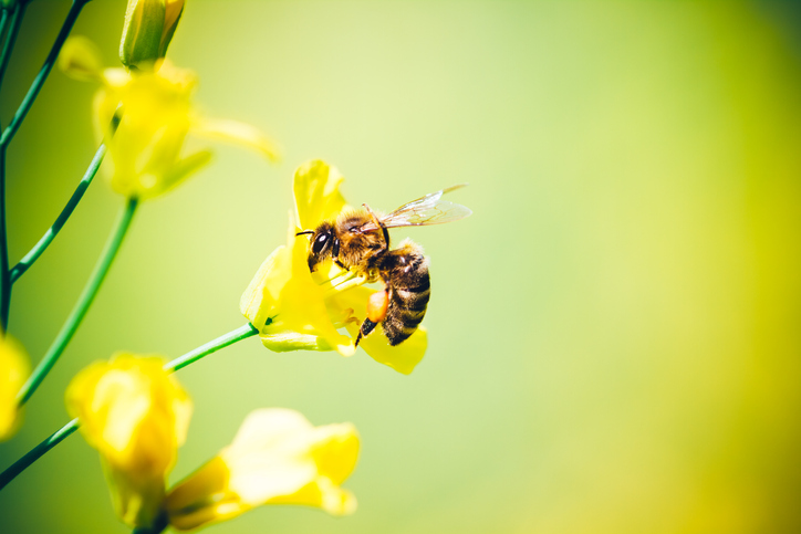 Abeille propolis covid